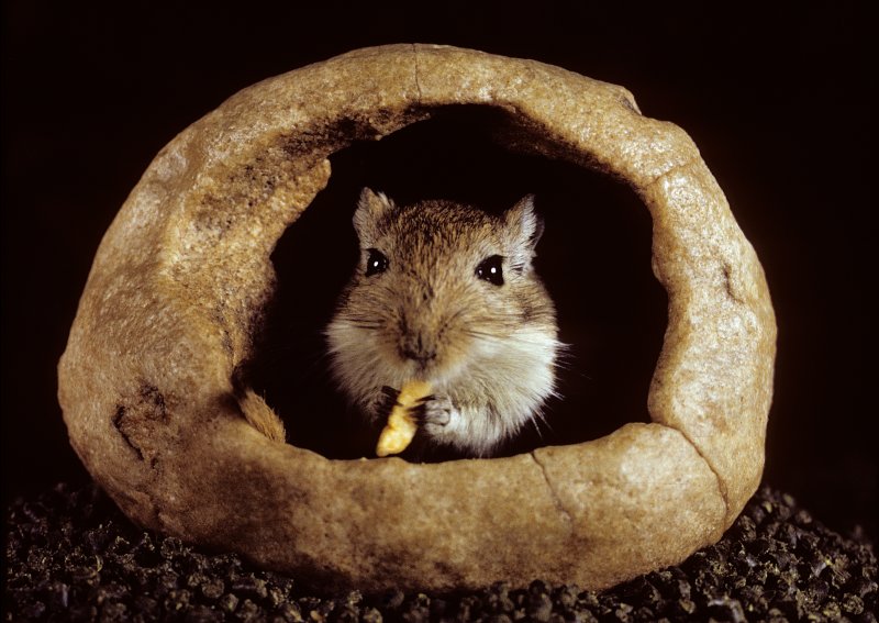 Gerbil-in-Hollowed-out-Rock