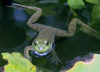 Leahs Pond Frog