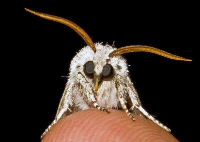 Moth w- Gold Antennae