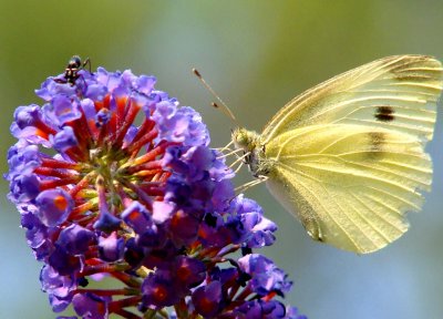White Butterfly on Flower