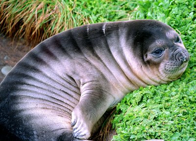 Macquarie Island Young Fur Seal Portrait