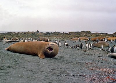 Macquarie Island Bullmaster Elephant Seal Growling