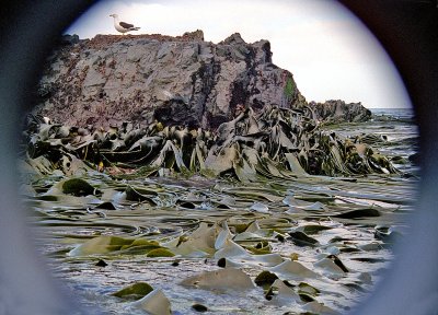 Macquarie Island Lone Skua and Kelp (thru wrong lens shade)