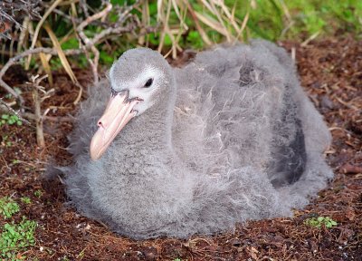 Giant Petrel Chick on Enderby Island
