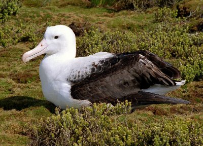 Albatross on Enderby Island