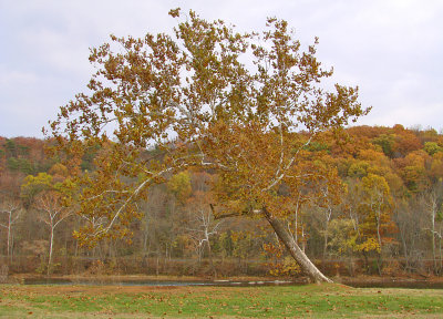 Fall Sycamore By The Water