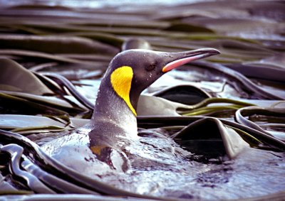 King Penguin in Bull Kelp