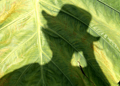 Self Portrait in Giant Leaf