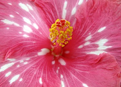 Hibiscus 'Pepperment Star'