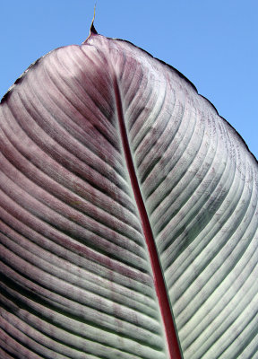 Big Leaf I Liked (Banana Foiliage?)