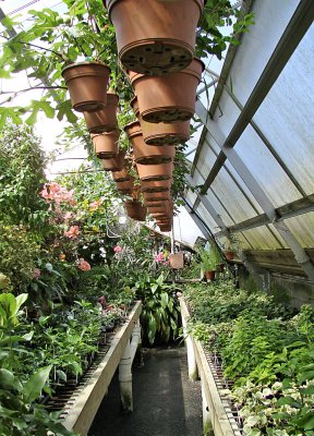 Aisle Filled with Plants