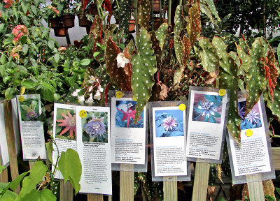 Passiflora Signs in front of Polka Dot Begonias (Maculata var. 'Wightii'