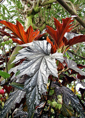  Silvery Showy Leaves