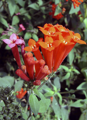 I Should Recognize This Plant
