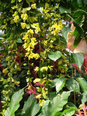 Colorful Chains of Flowers