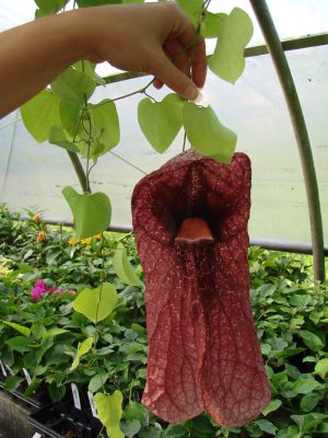 Showing Size of Aristolochia gigantea 'Brasiliensis'