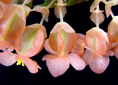 Orange Profusion