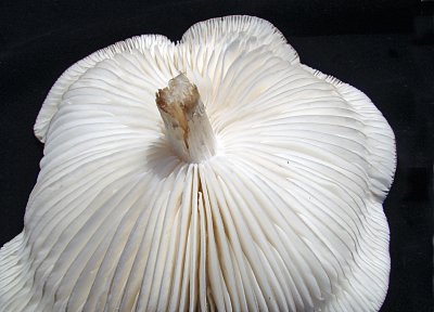 Mushroom I