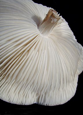 Mushroom II