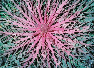 Pink Cabbage 1