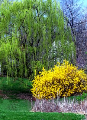 Spring in Round Hill, Va.