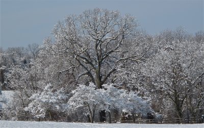 December Snow 2009
