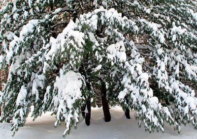  Evergreen with Snow