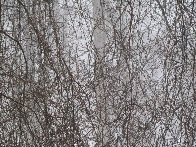 Tree Vines