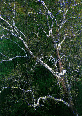 Sycamore---Shenandoah---3