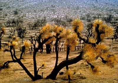 Burned-Joshua-Trees - Ca.