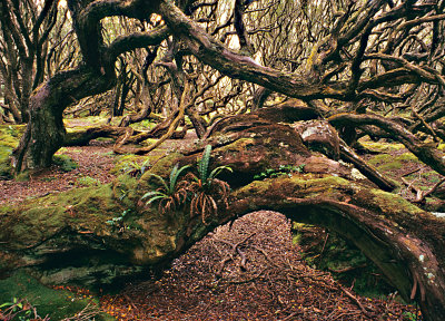 Rata-forest - 1 -Auckland Is.
