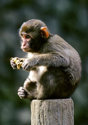 Macacque-Japan