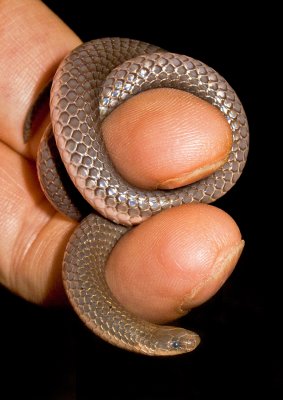 Worm-Snake
