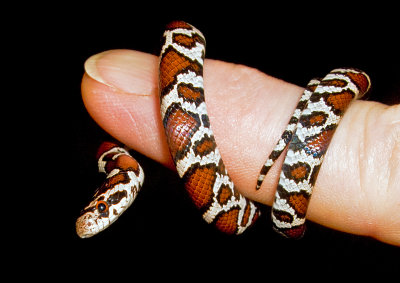 Baby-Milk-Snake