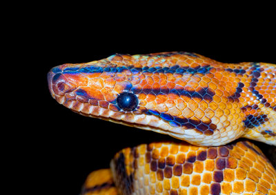 Rio-Close-up