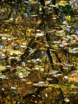 Reflections - Leaves on Water