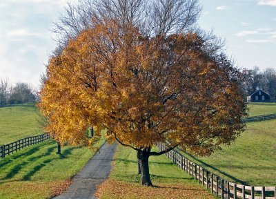 Fall Tree on Driveway