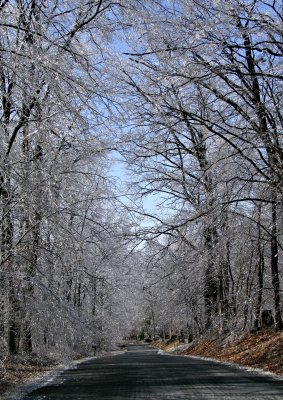 Iced Trees on Ebenezer Road   Vertical
