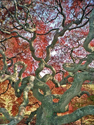 Japanese Sugar Maple Tree