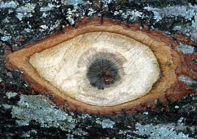 Oak Eye