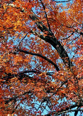 Curved Branches of Fall Tree