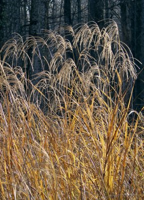 Sunlit Grasses