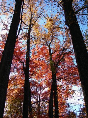  Trees in Autumn