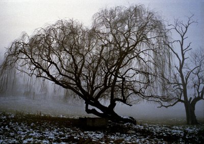 Weeping Willow in Fog