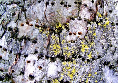 Cherry Tree Bark Detail