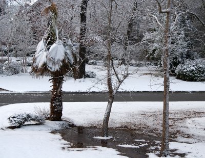 Palms don't hold up well to snow covering