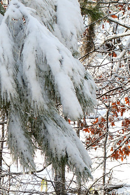 Snow covered trees