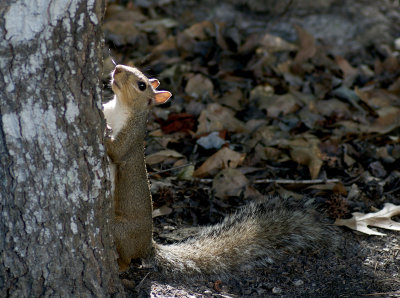 Carolina Squirrel