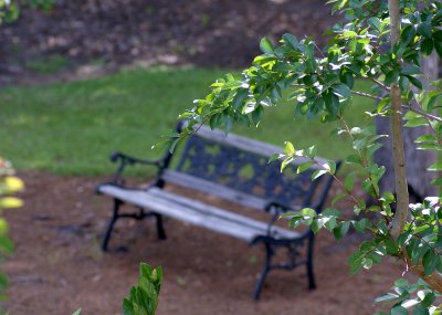 The bench