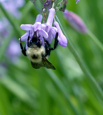 Hungry bumble bee